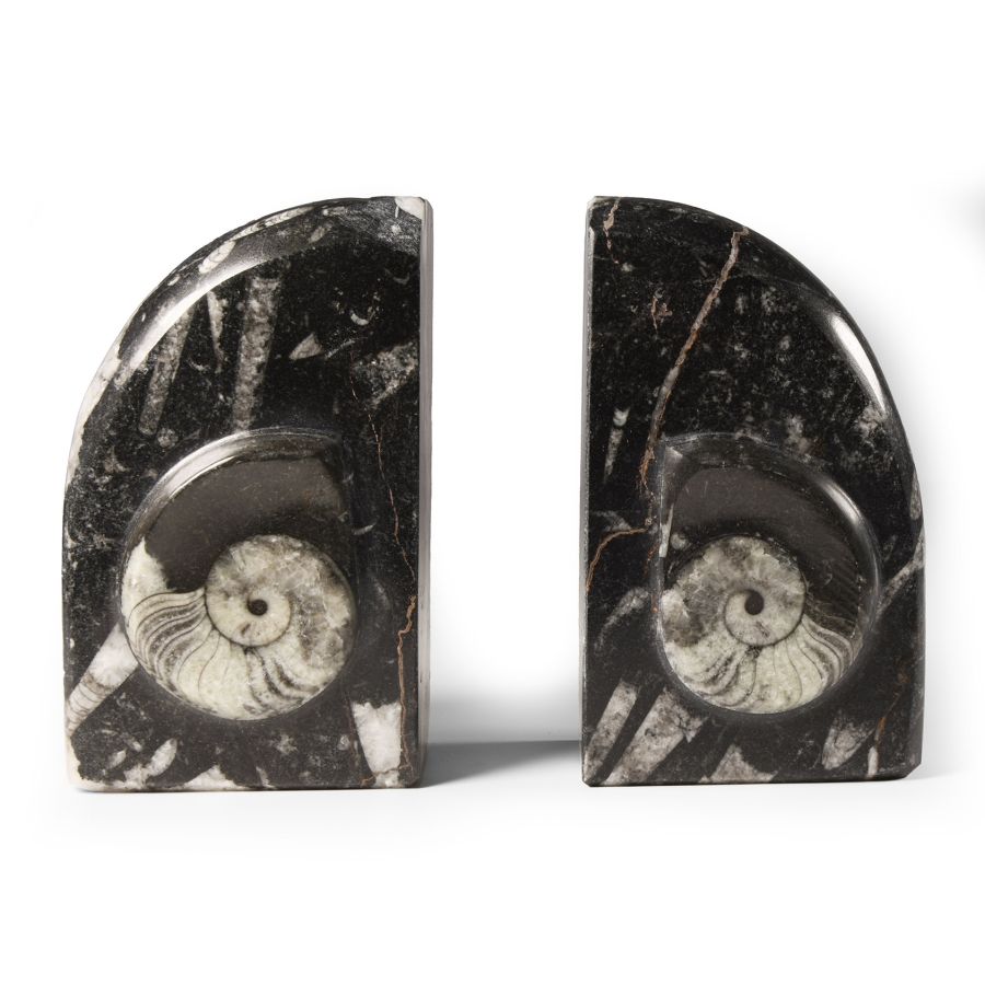 Natural History - Polished Fossil Goniatite Book Ends