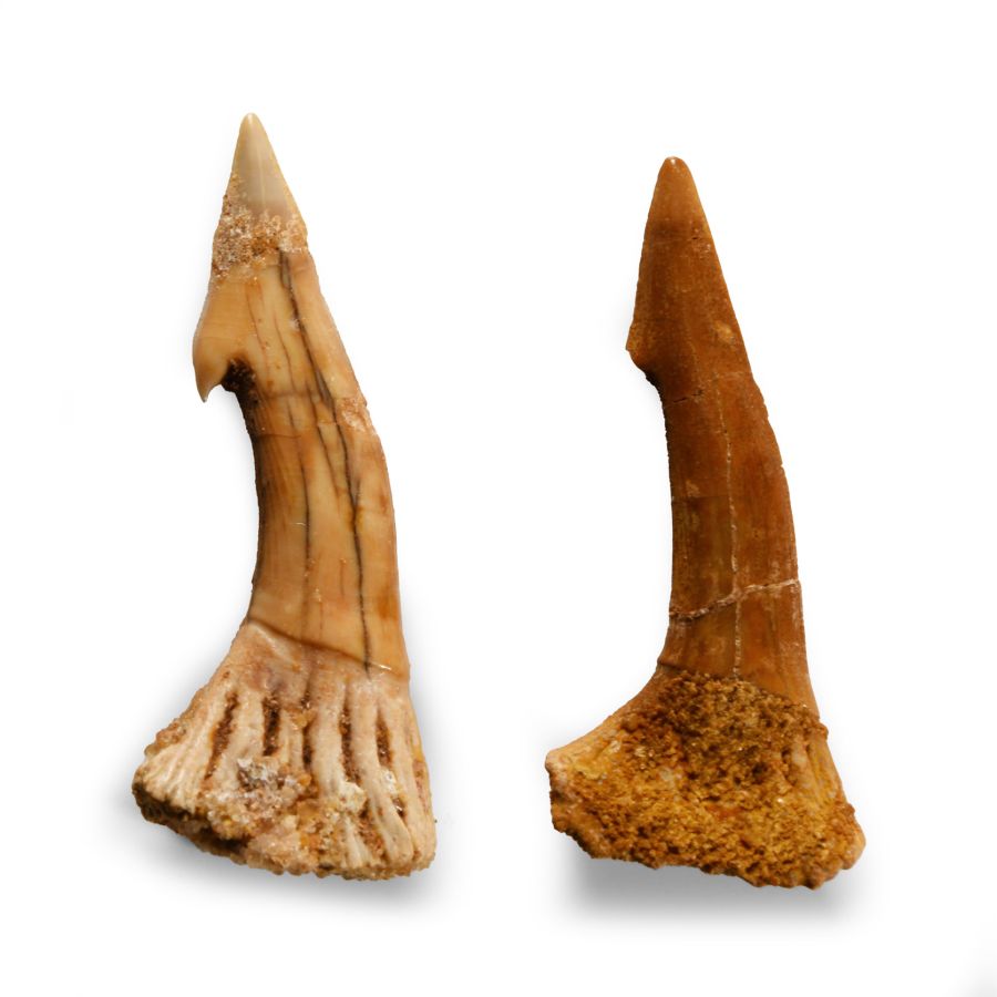 Natural History - Fossil Onchosaurus Rostral Spines