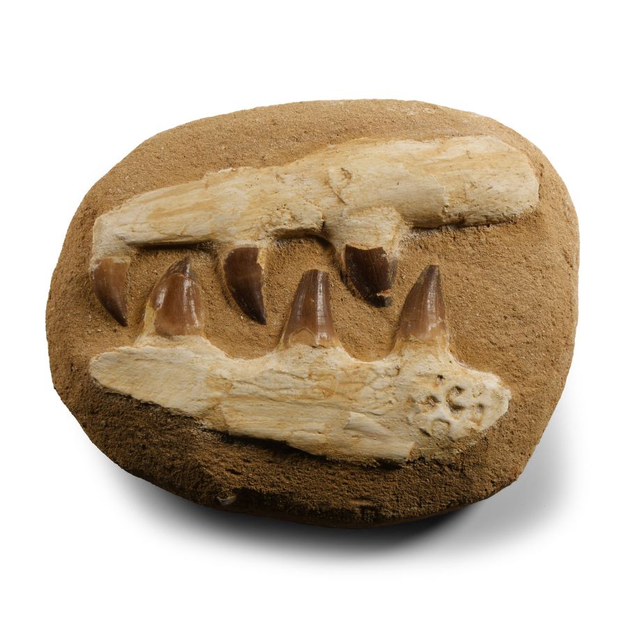 Natural History - Mosasaur Jaw on Composite Matrix