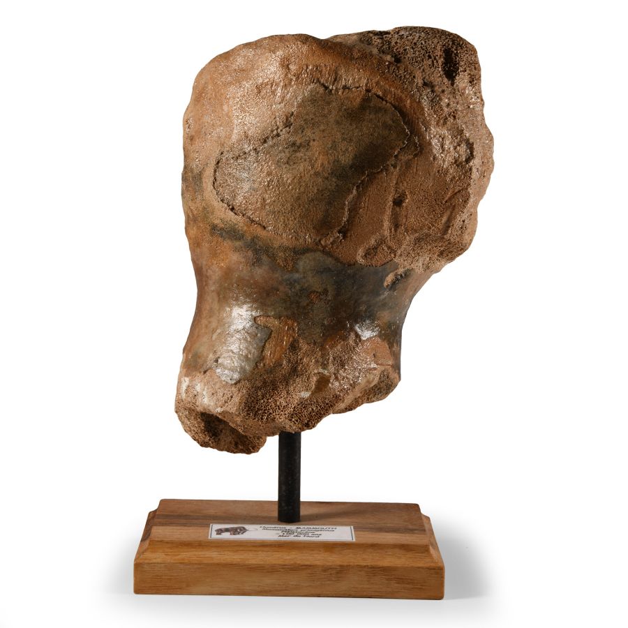 Natural History - Woolly Mammoth Bone Fragment on Stand