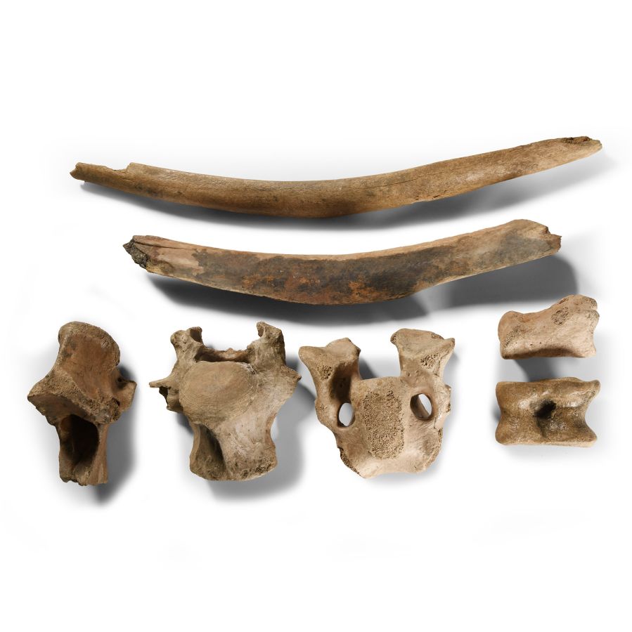 British Bison Bone Group