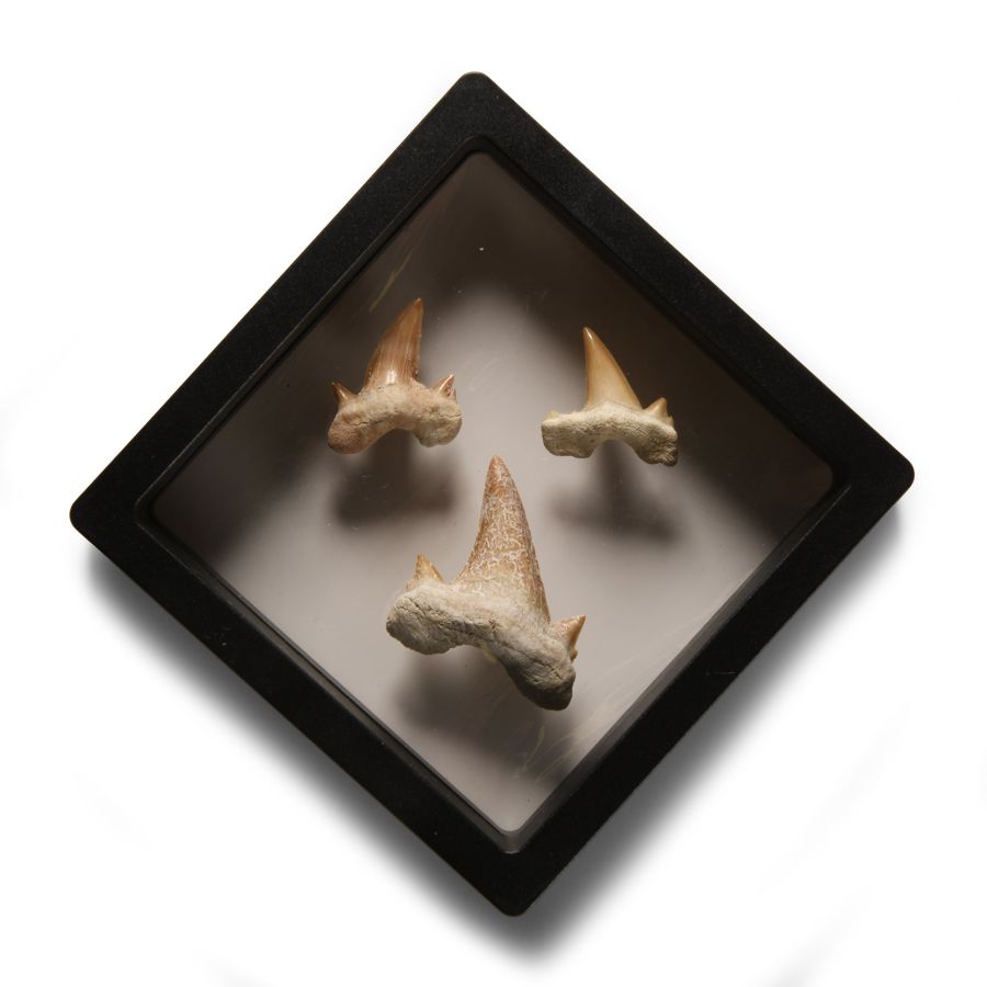 Natural History - Fossil Otodus Shark Tooth Display