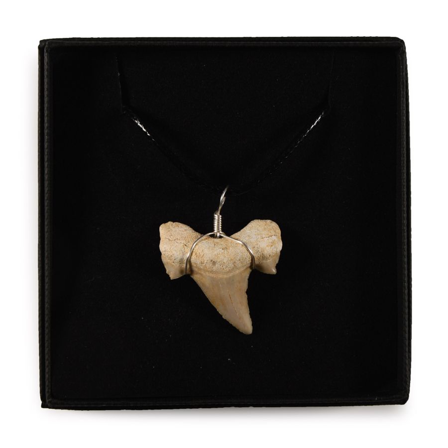 Natural History - Fossil Otodus Shark Tooth Necklace