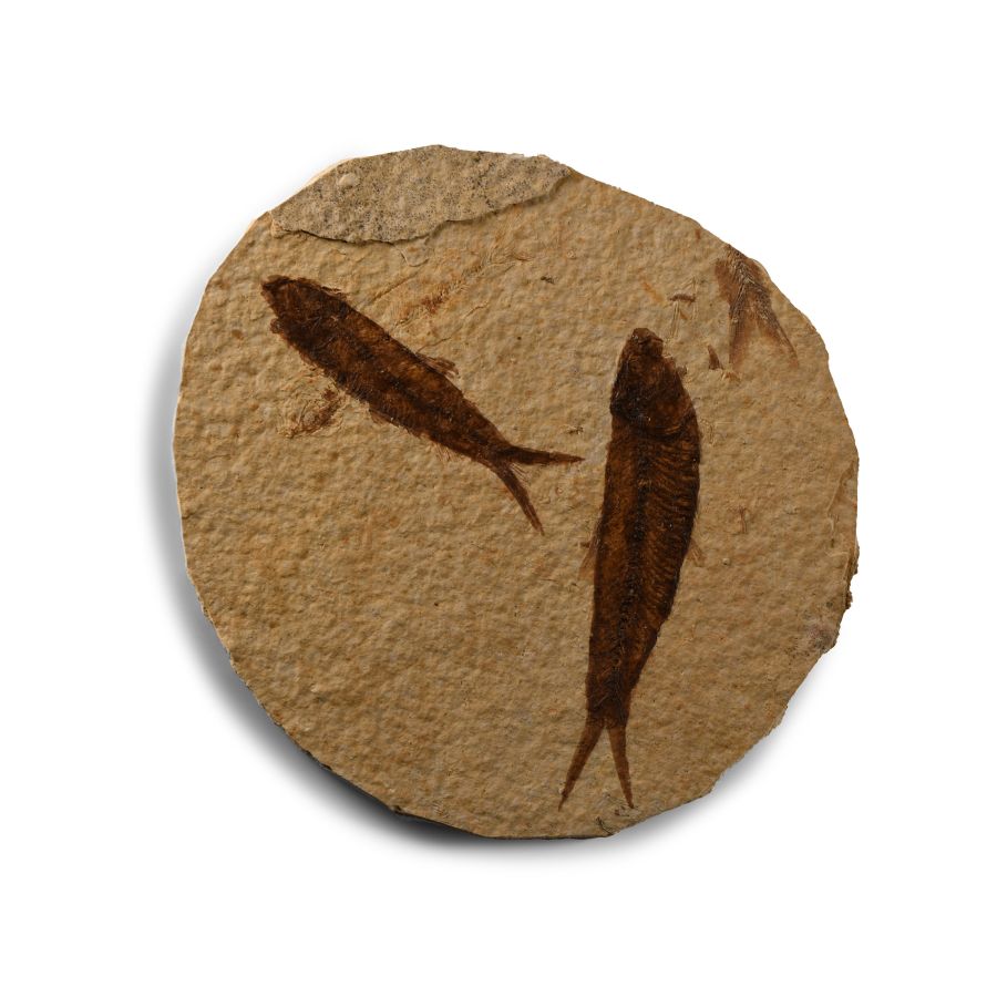 Natural History - Knightia Multi Fossil Fish Plate