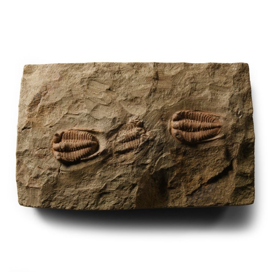 Natural History - Fossil Euloma Trilobites on Matrix