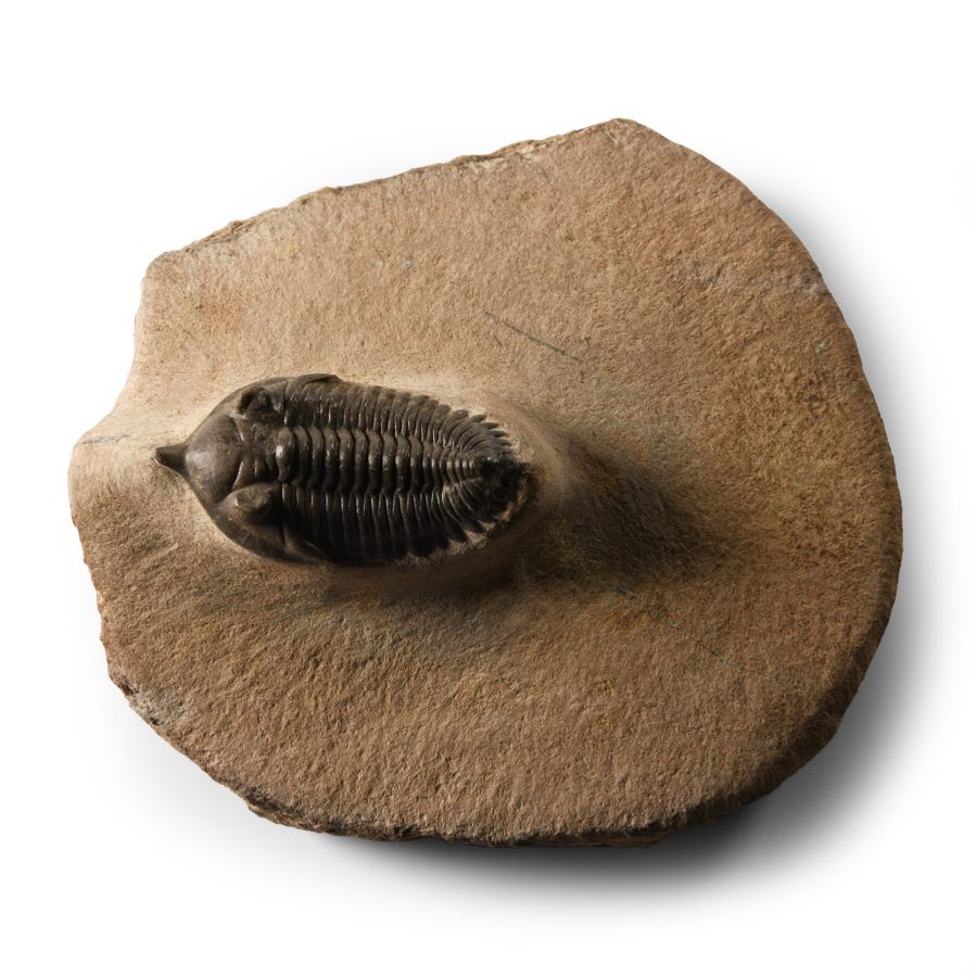 Fossil Morroccanites Trilobite