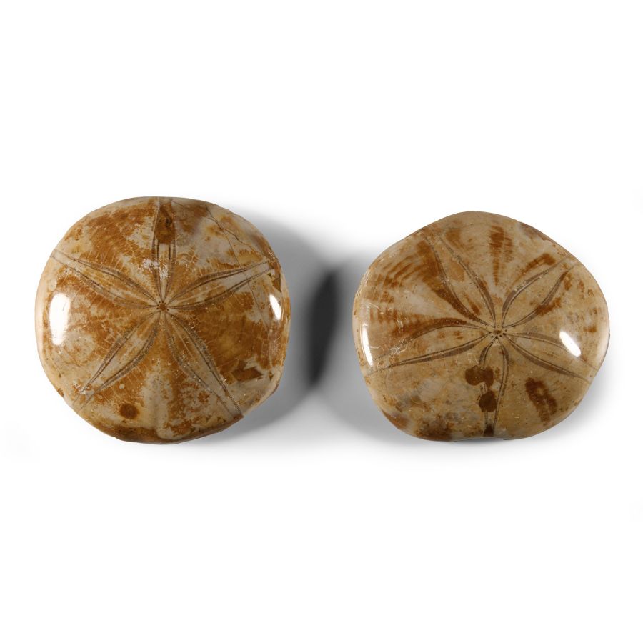 Natural History - Polished Fossil Sea Urchin Pair