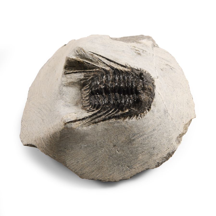 Natural History - Fossil Leonaspis Trilobite on Matrix
