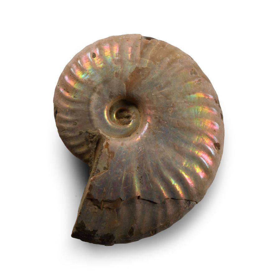 Natural History - Iridescent Fossil Ammonite