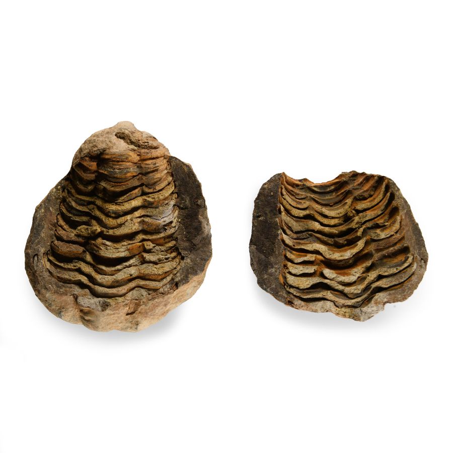 Natural History - Fossil Flexicalymene Trilobite Nodule