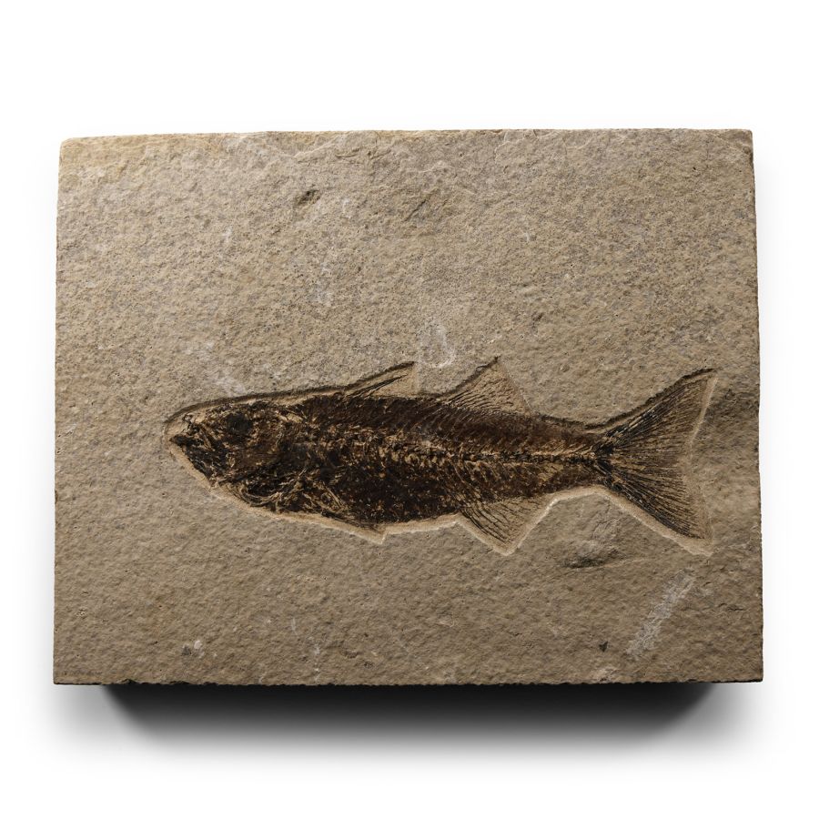 Natural History - Fossil Mioplosus Fish