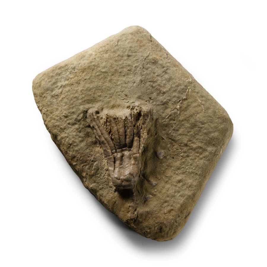 Natural History - Fossil Sarocrinus Varsovensis Crinoid on Matrix