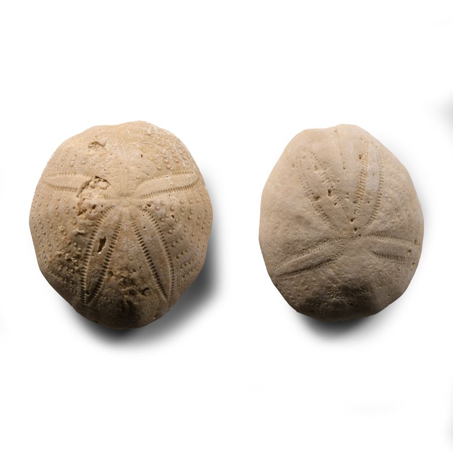 Natural History - Fossil Sea Urchin Pair