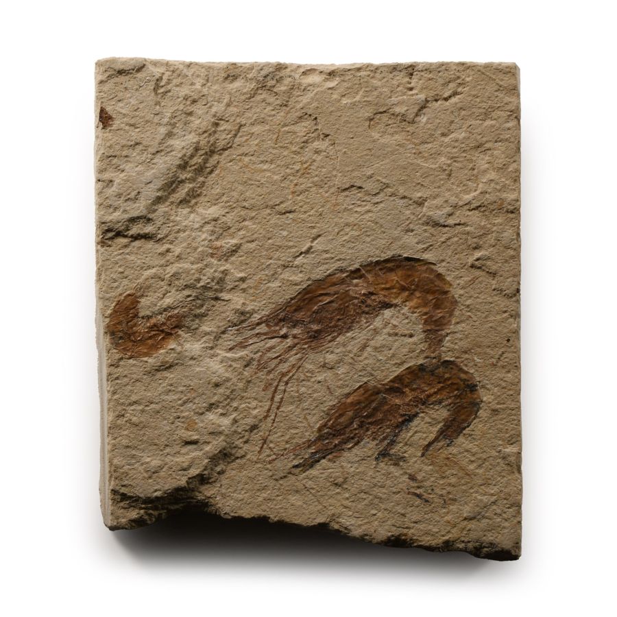 Natural History - Double Fossil Shrimp Plate