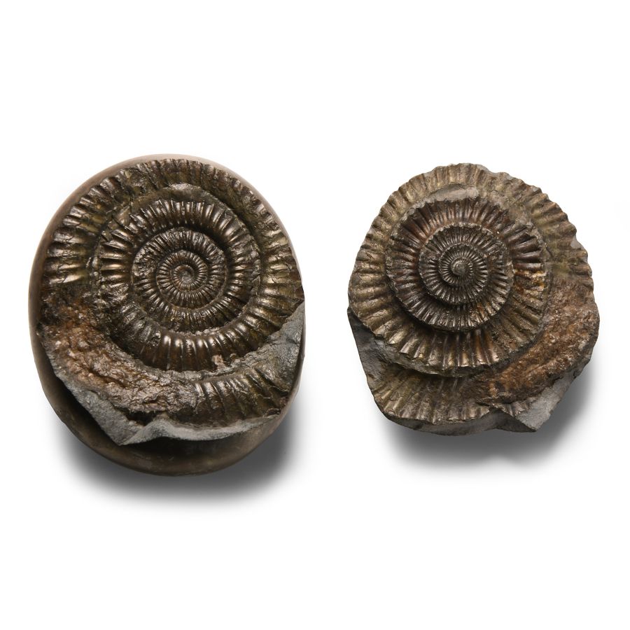 Natural History - Polished Fossil Whitby Dac Ammonite Nodule