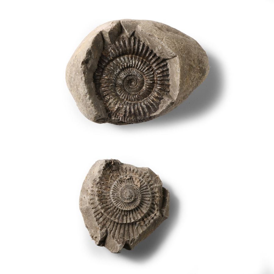 Natural History - Natural Fossil Whitby Dac Ammonite Nodule