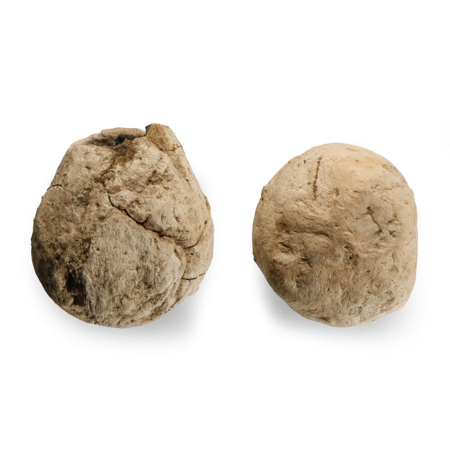 Natural History - Fossil North American Tyrannosaurus Rex Dinosaur Coprolites