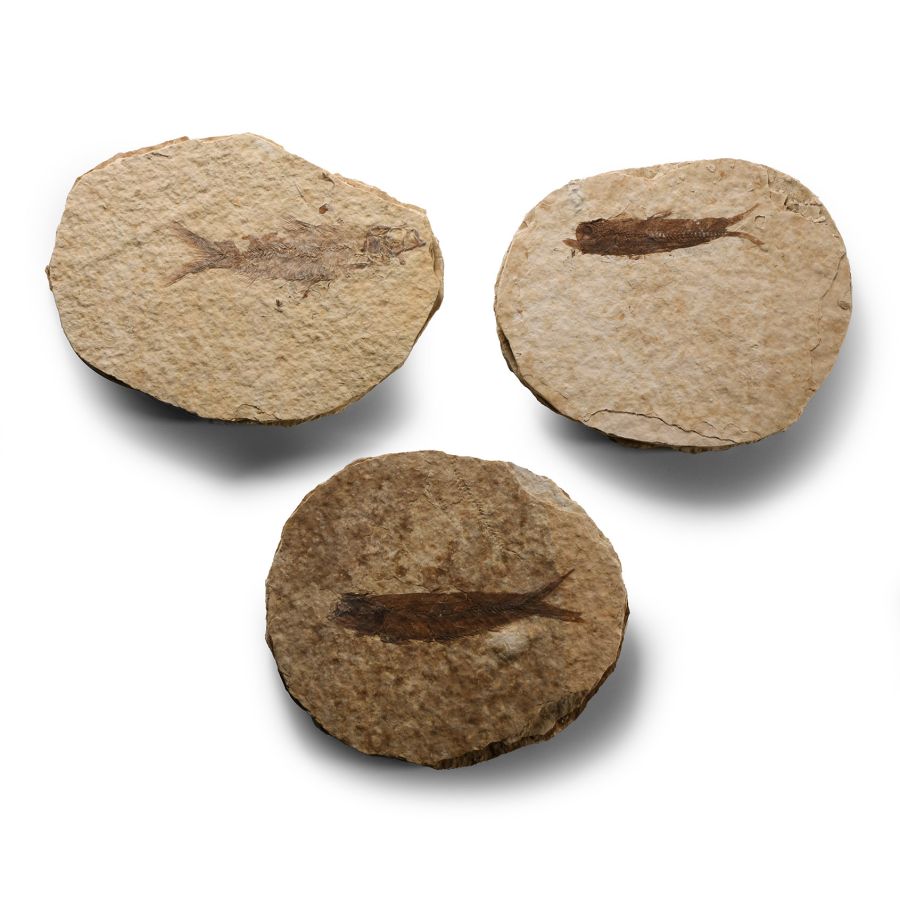 Natural History - Knightia Fossil Fish on Matrix Group
