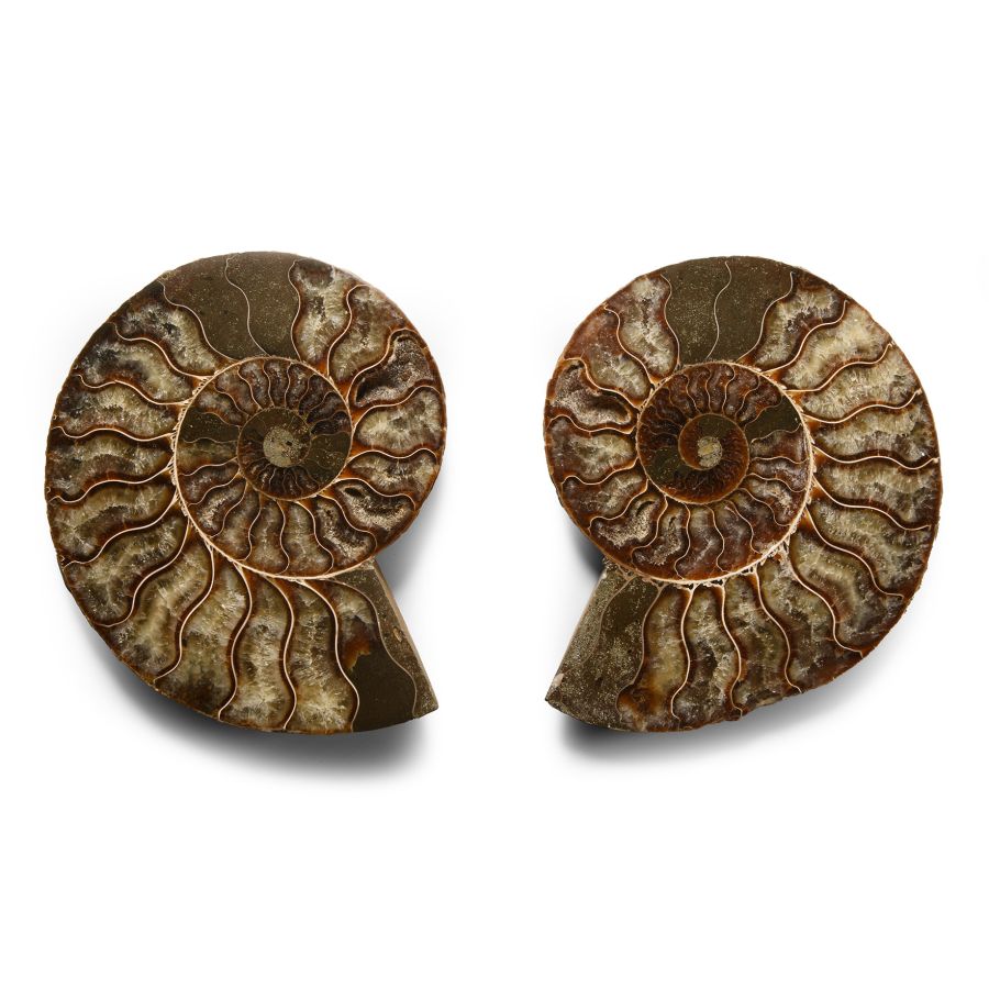 Natural History - Cut and Polished Fossil Ammonite