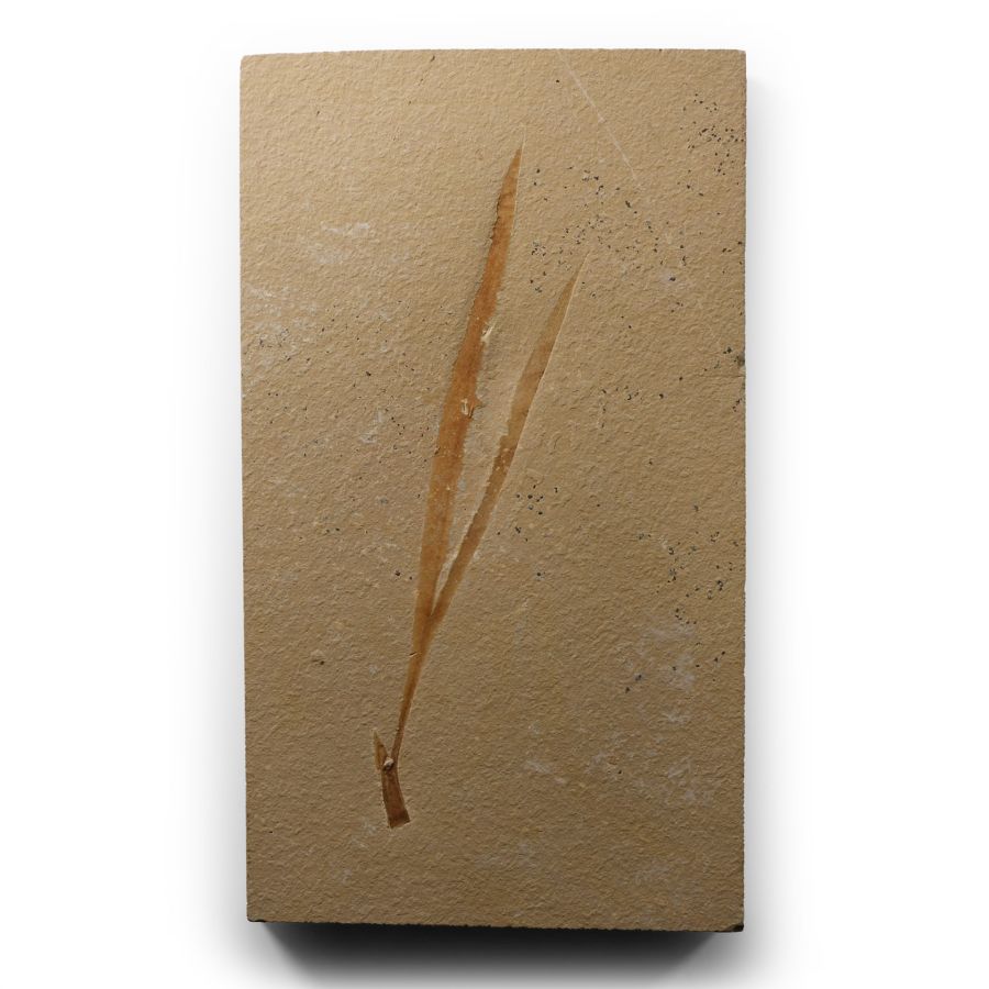 Natural History - Scarce Fossil Sapindopsis Plant on Matrix