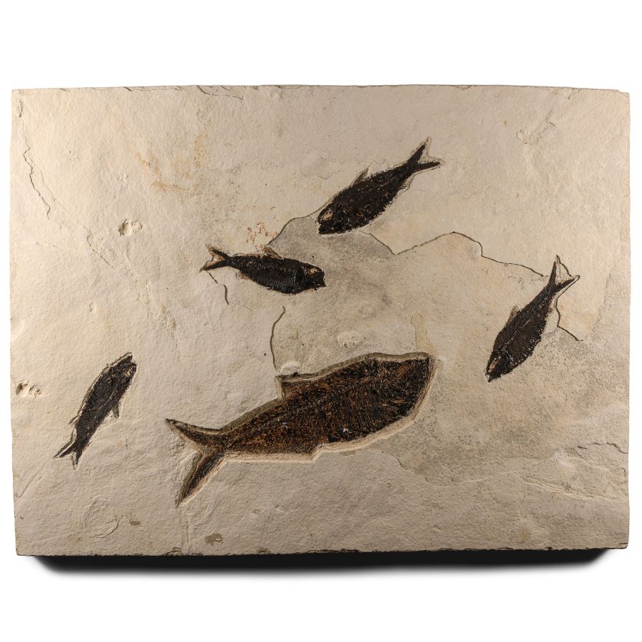 Natural History - Large Fossil Fish Plate