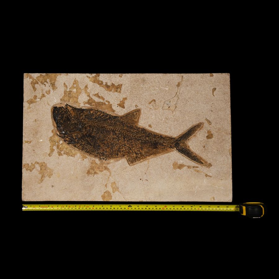 Natural History - Large Fossil Diplomystus Fish Plate