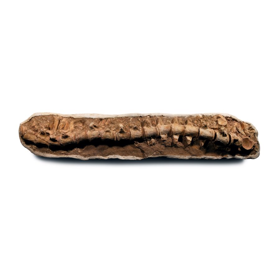 Natural History - Enormous Two Metre Section of Fossil Mosasaur 'Marine Dinosaur' Spine