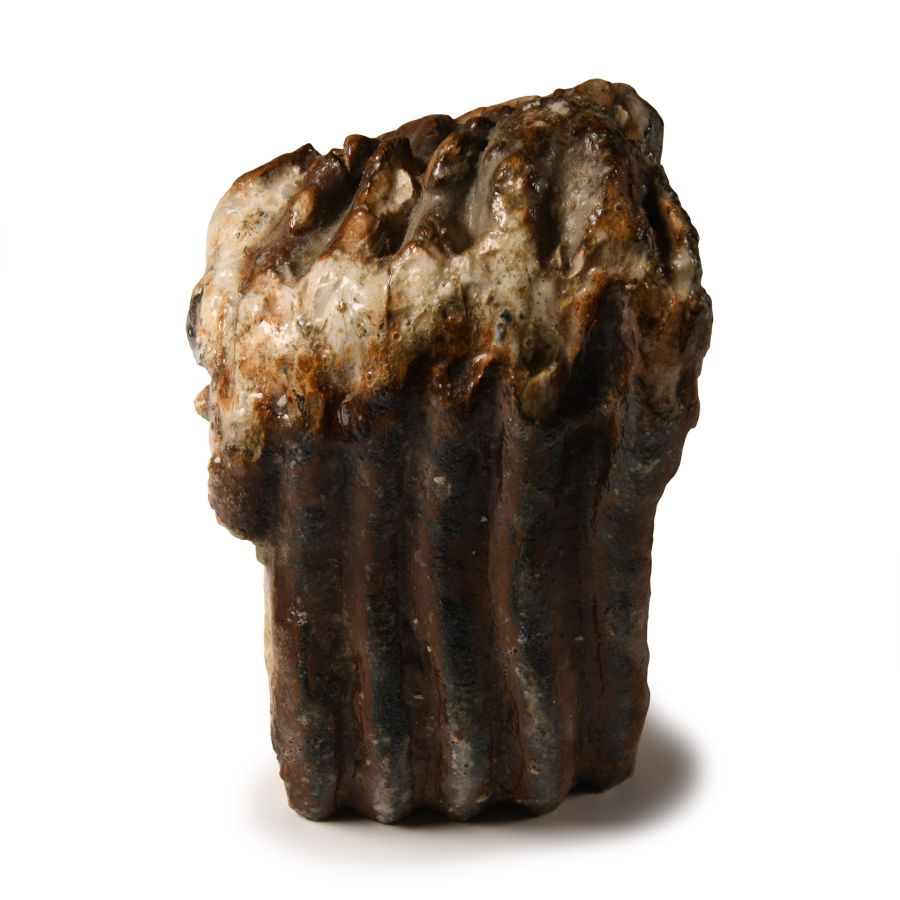 Natural History - 'North Sea' Fossil Woolly Mammoth Partial Tooth