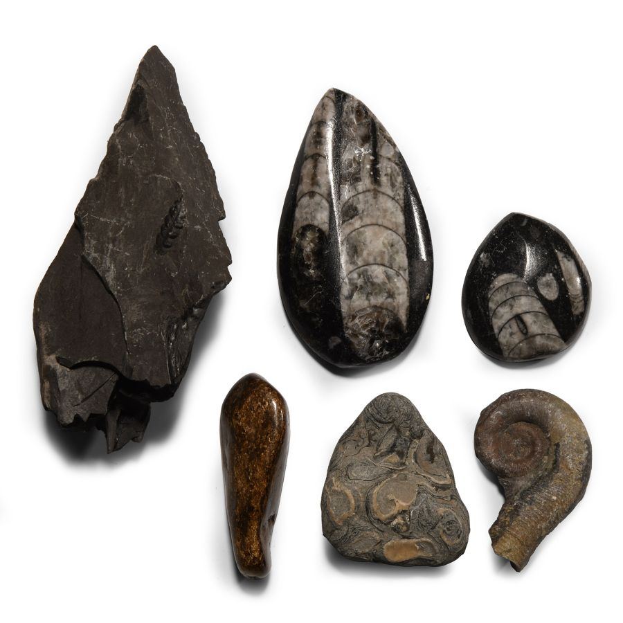 Natural History - Mixed Fossil Group