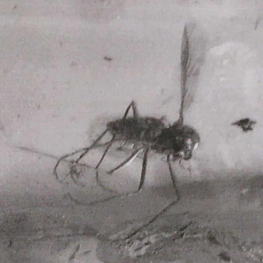 Natural History - Insect in Polished Baltic Amber