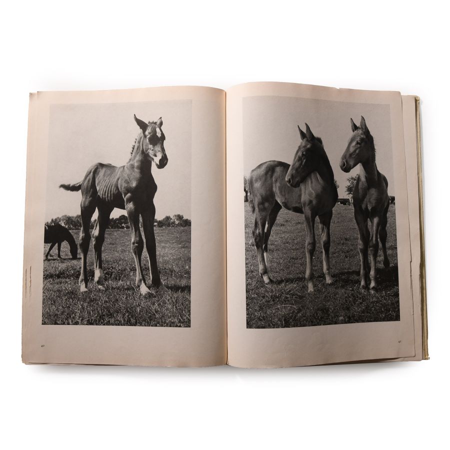 General Books - Fohlen Auf der Weide