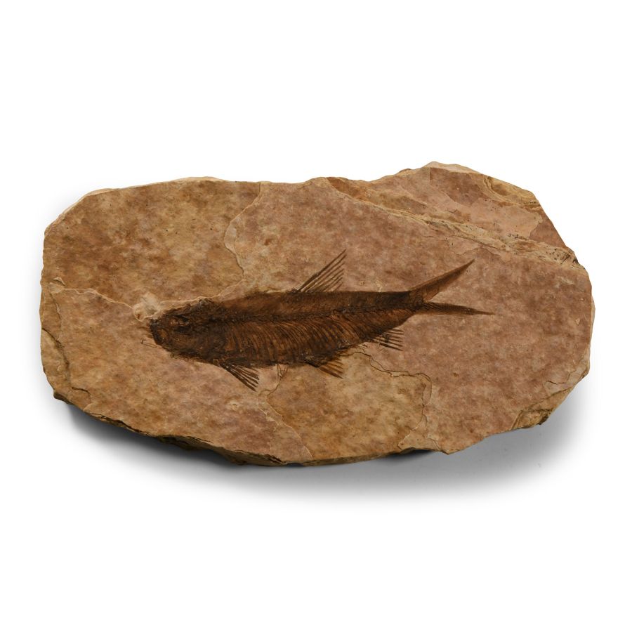Natural History - Knightia Fossil Fish Plate