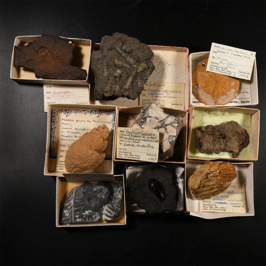 Natural History - Mixed Historic Fossil Collection