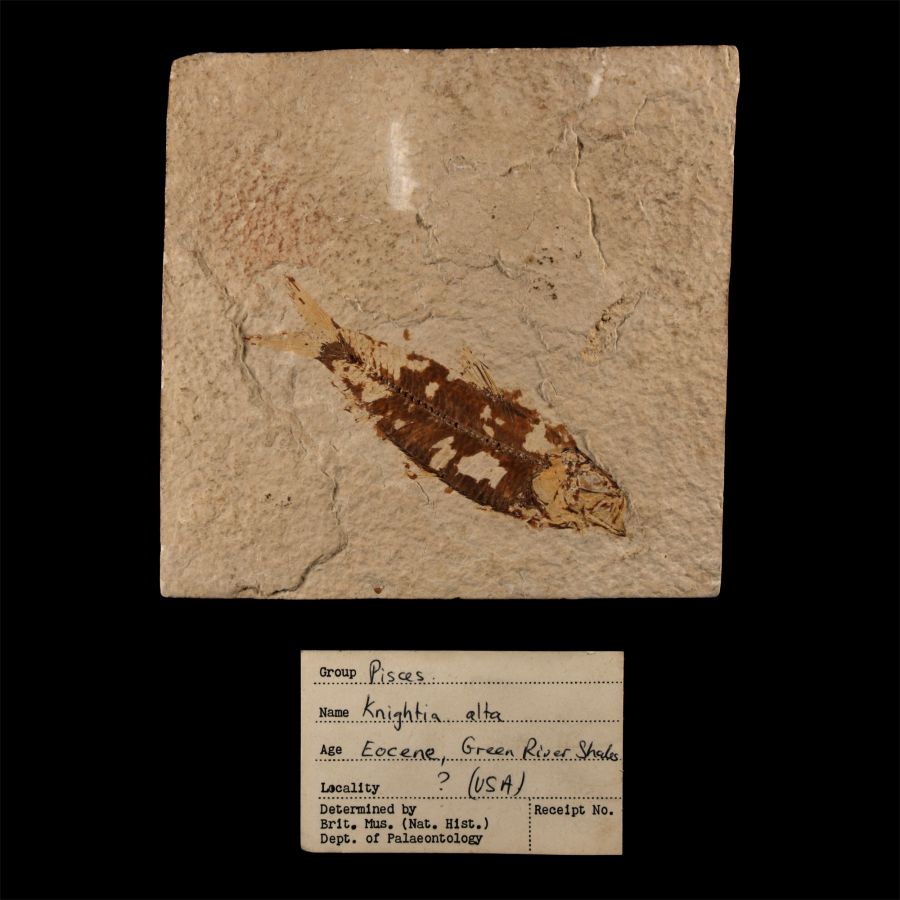 Natural History - Historic Fossil Knightia Alta Fish in Matrix