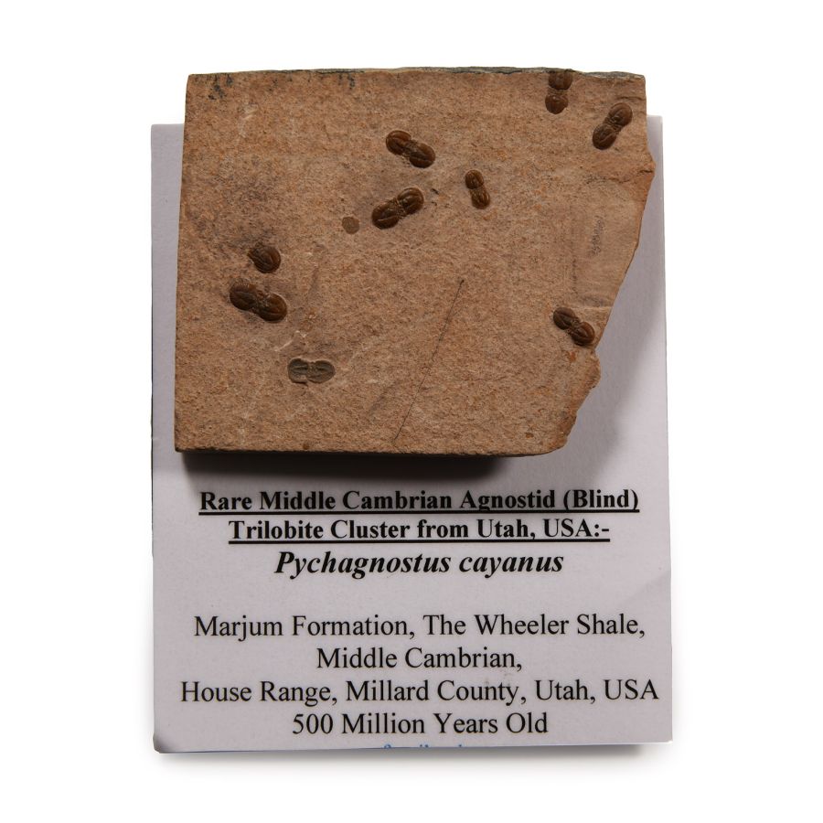 Natural History - Fossil Agnostid Trilobite Cluster in Matrix