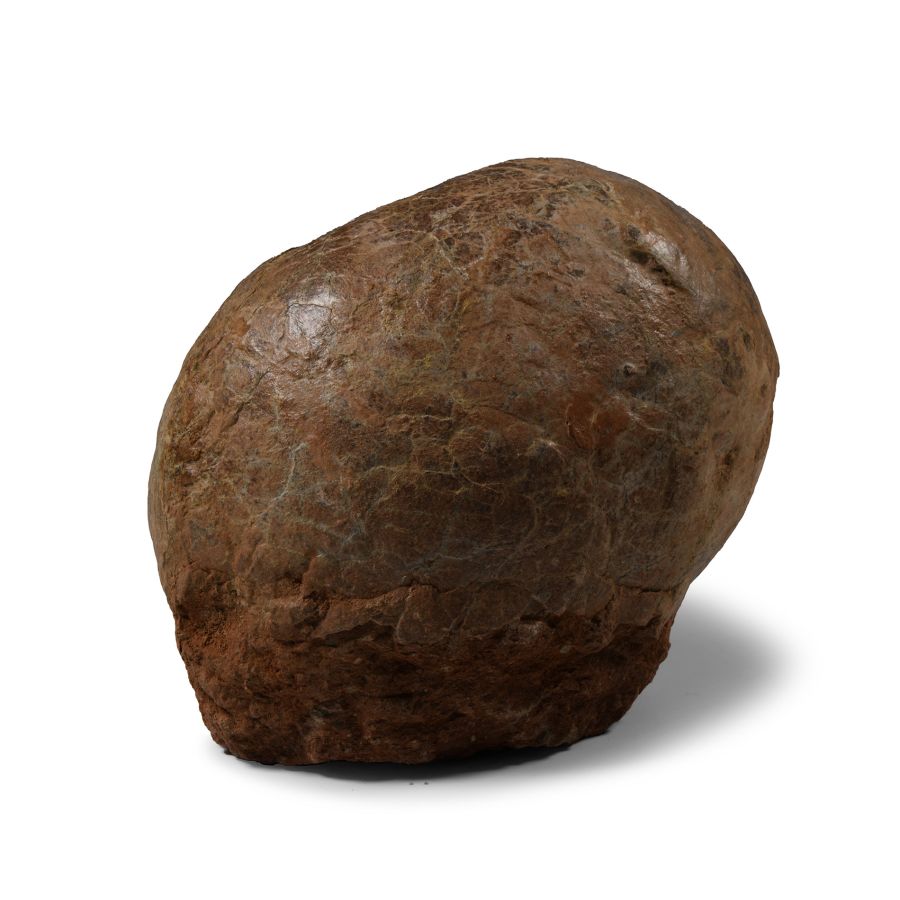 Natural History - Hadrosaur Dinosaur Egg