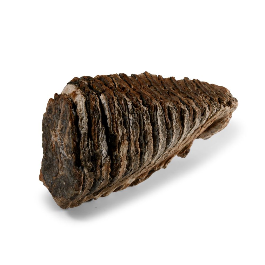 Natural History - Large Fossil Woolly Mammoth Tooth