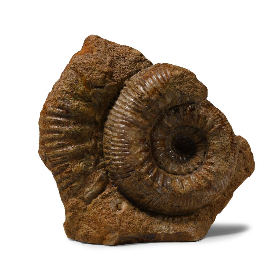 Natural History - Fossil Stephanoceras Ammonite Display