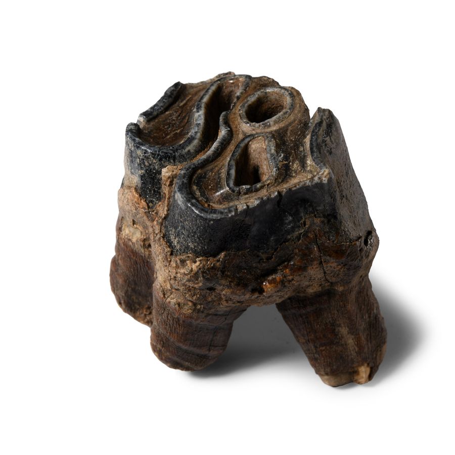 Natural History - Woolly Rhinoceros Upper Rear Tooth