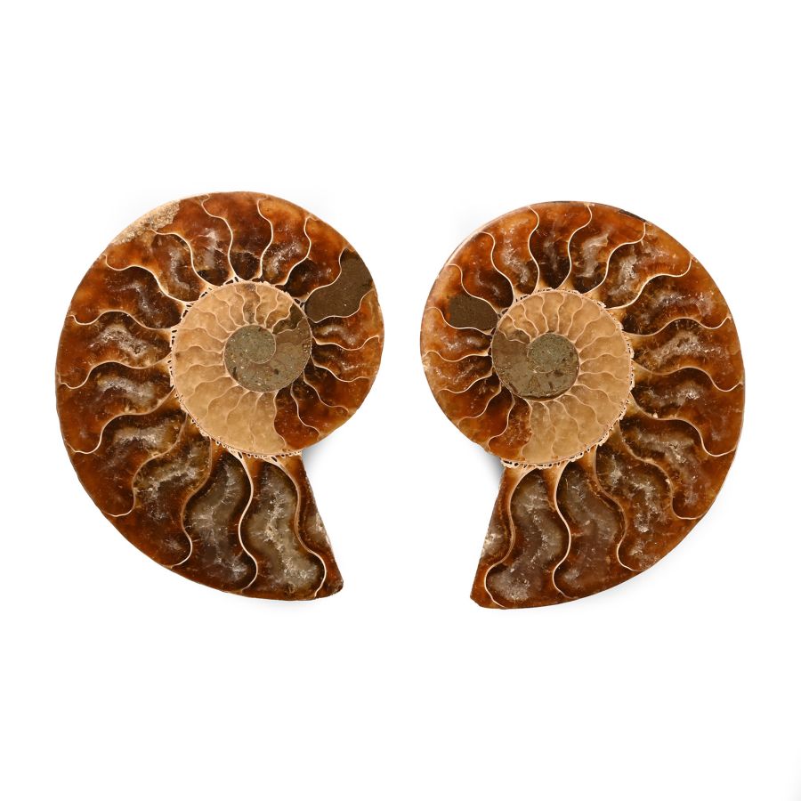 Natural History - Polished Fossil Cleoniceras Ammonite