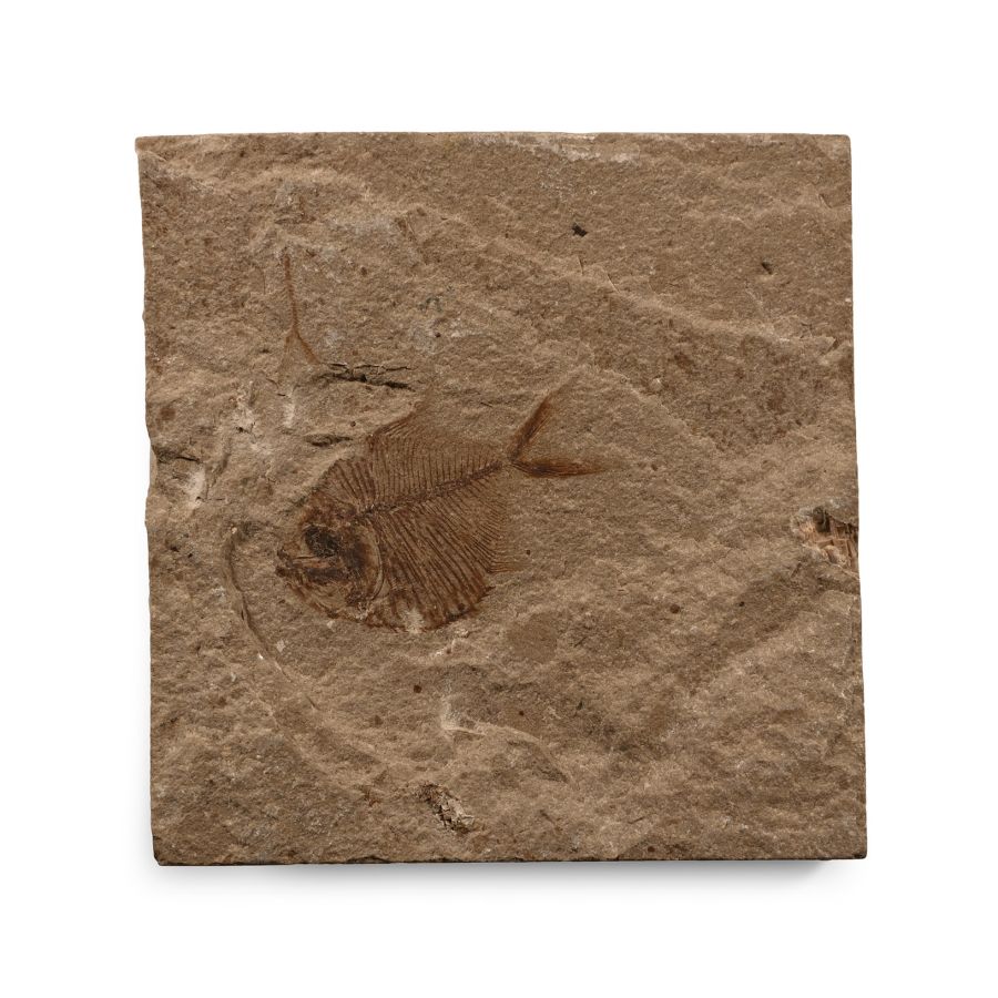 Natural History - Fossil Diplomystus Birdi Fish