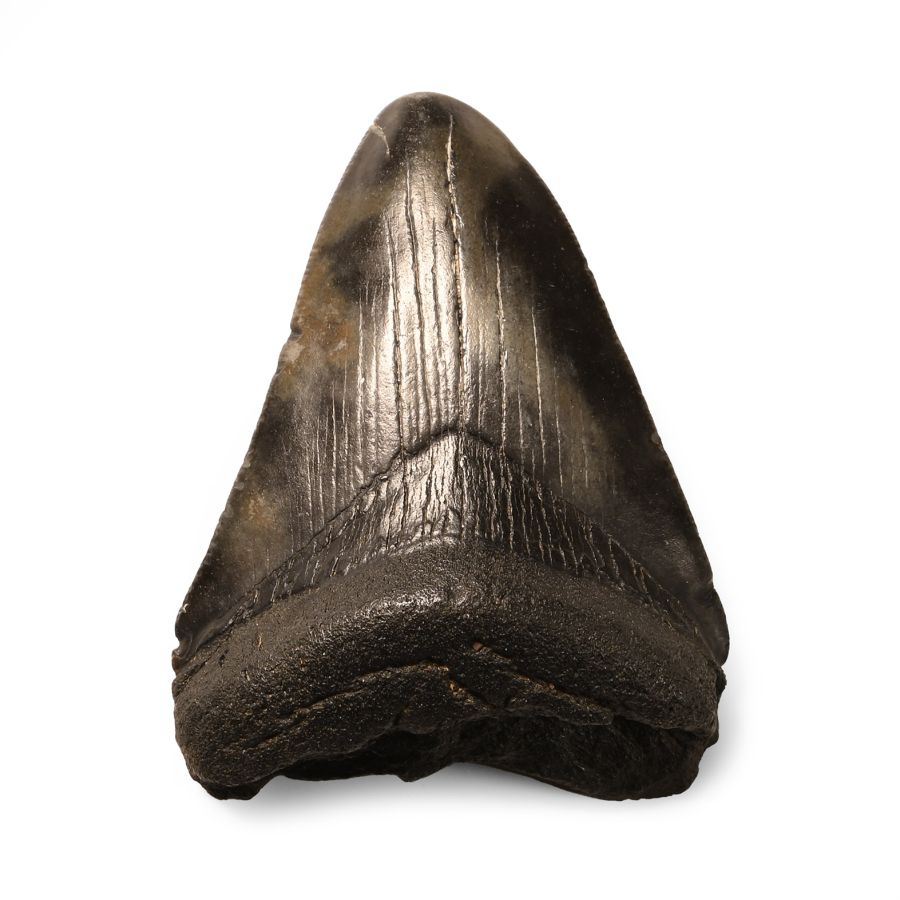 Natural History - Megalodon Giant Shark Fossil Tooth