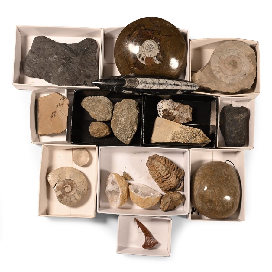 Natural History - Mixed Fossil and Mineral Collection