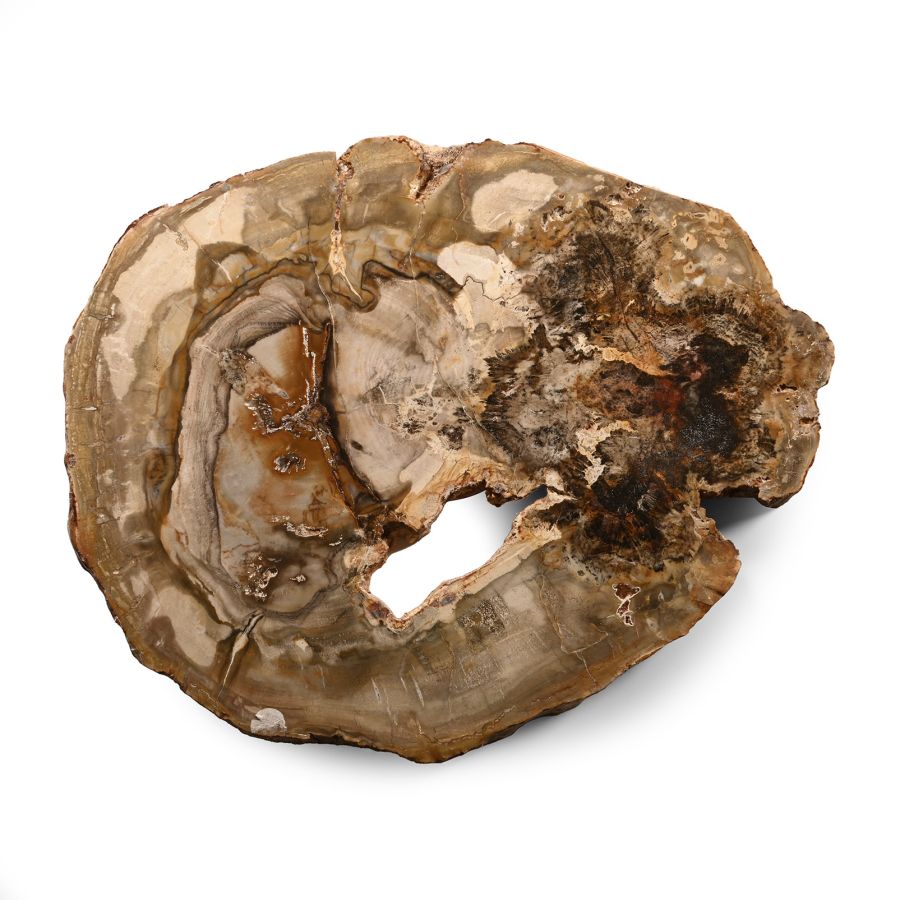 Natural History - Section of Fossilised Wood