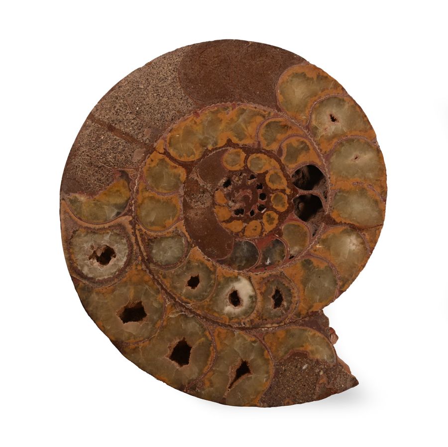 Natural History - Fossil Ammonite Section