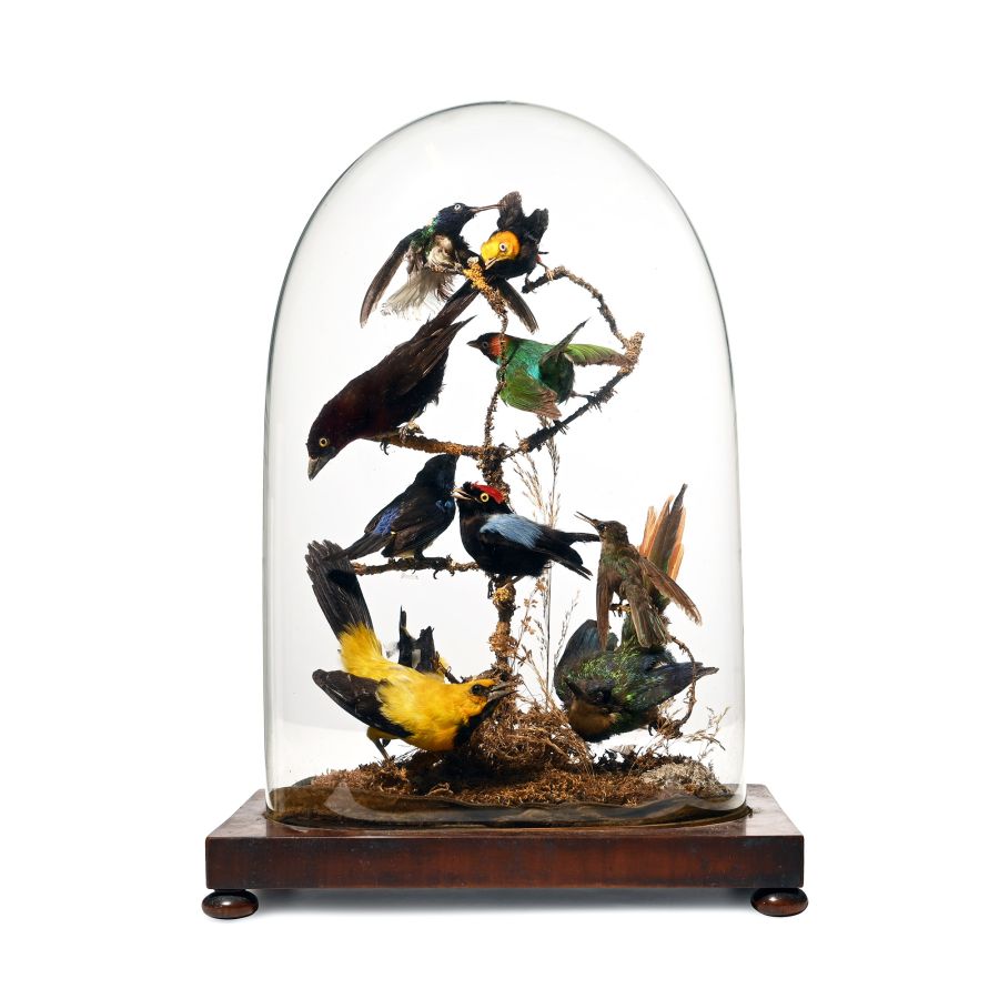Natural History - Victorian Glass Dome with South American Exotic Birds