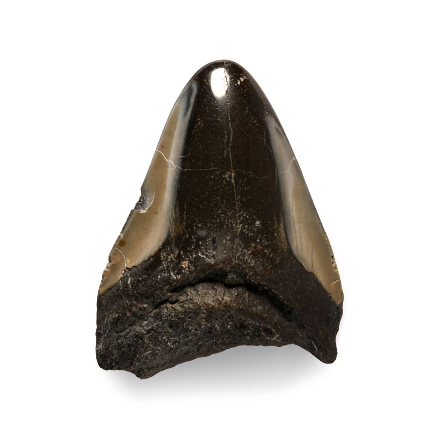 Megalodon Giant Shark Fossil Tooth