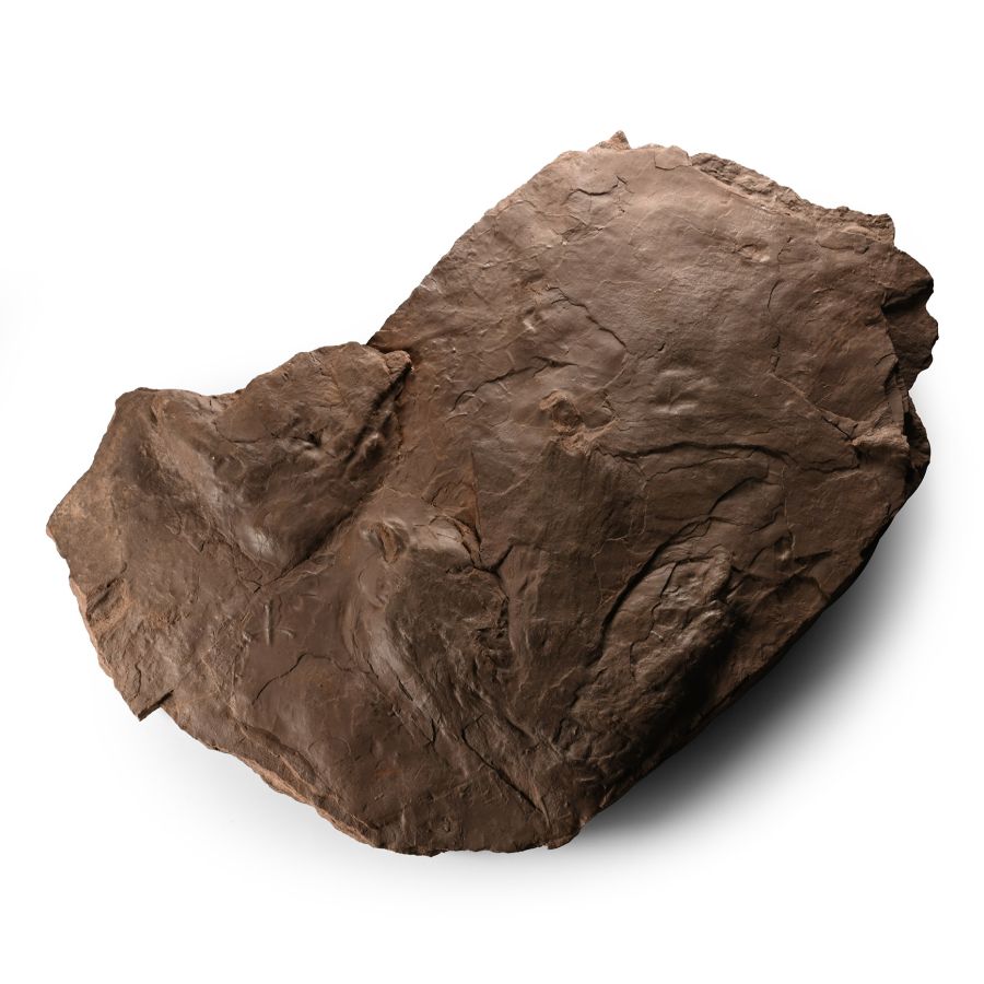 Fossil Dinosaur Footprint