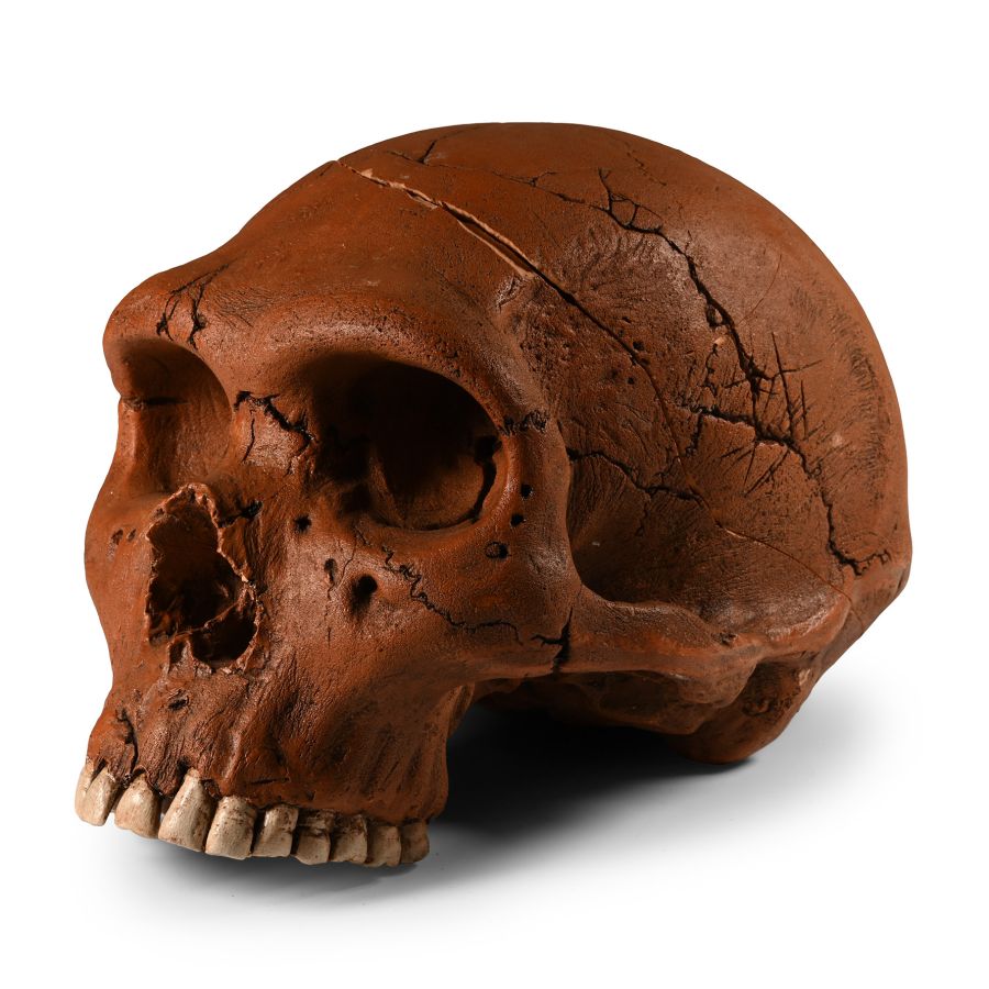 Stone Age Neanderthal Skull Reproduction