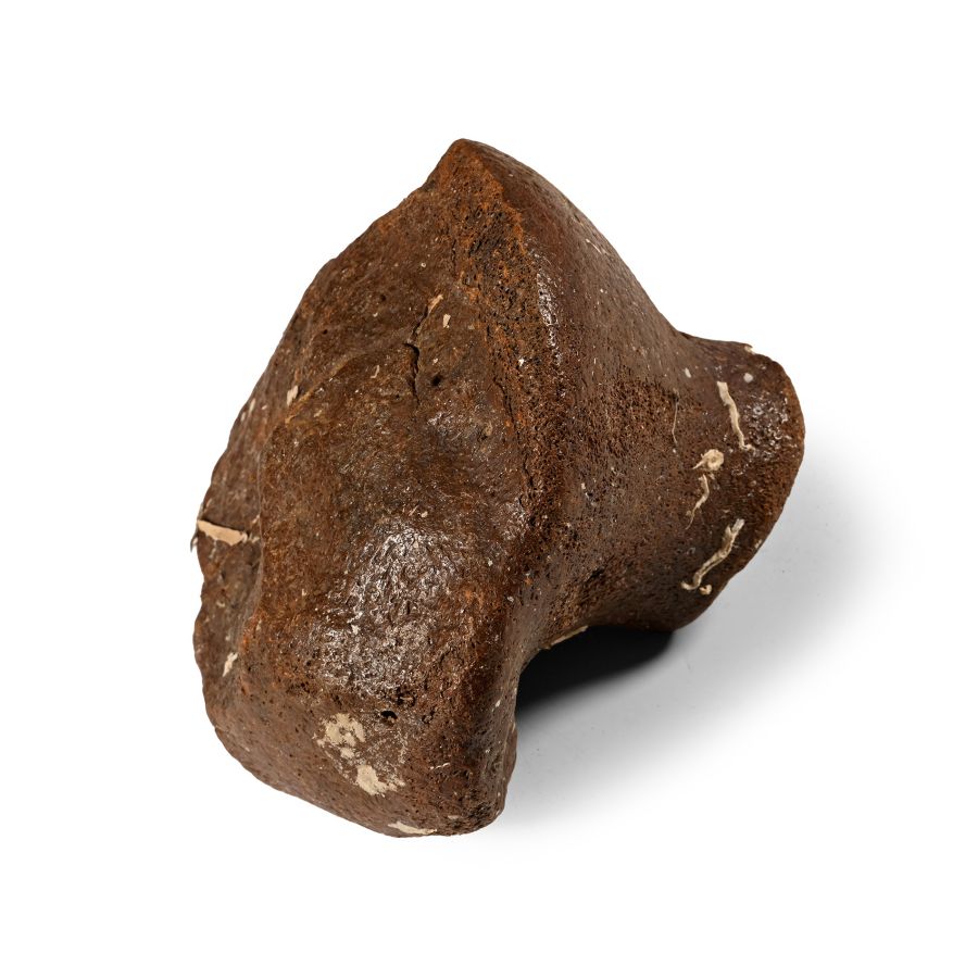 Fossil Woolly Mammoth Leg Bone Section
